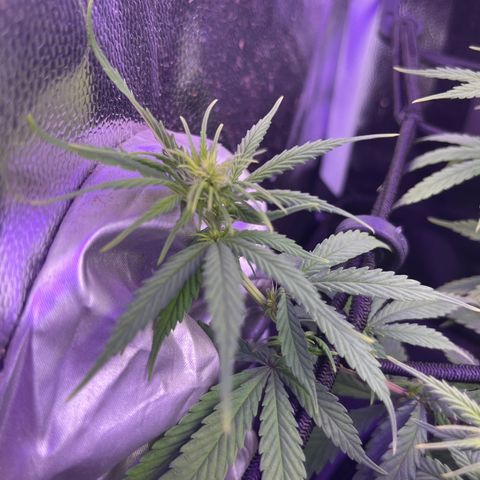 Genética desconhecida growlog timeline photo