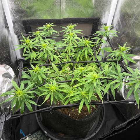 Genética desconhecida growlog timeline photo
