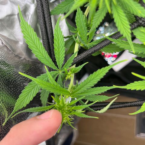 Genética desconhecida growlog timeline photo
