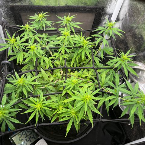 Genética desconhecida growlog timeline photo