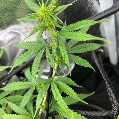 Genética desconhecida growlog timeline photo
