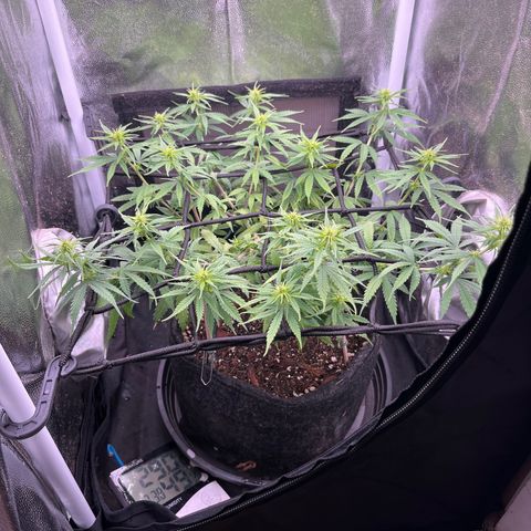 Genética desconhecida growlog timeline photo
