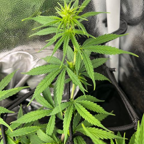 Genética desconhecida growlog timeline photo
