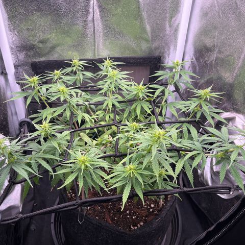 Genética desconhecida growlog timeline photo