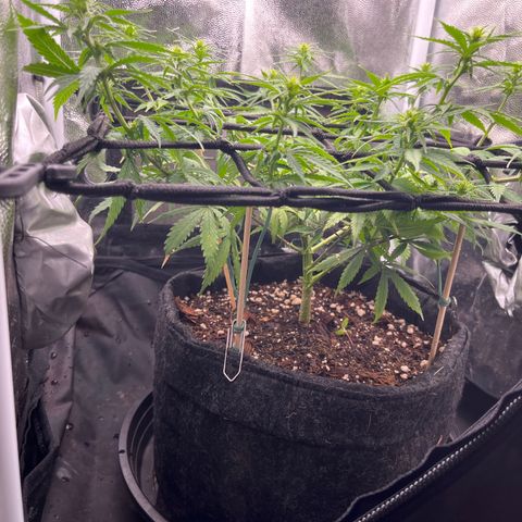 Genética desconhecida growlog timeline photo