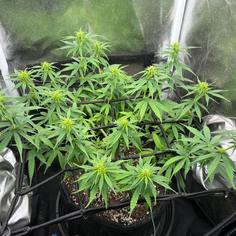 Genética desconhecida growlog timeline photo