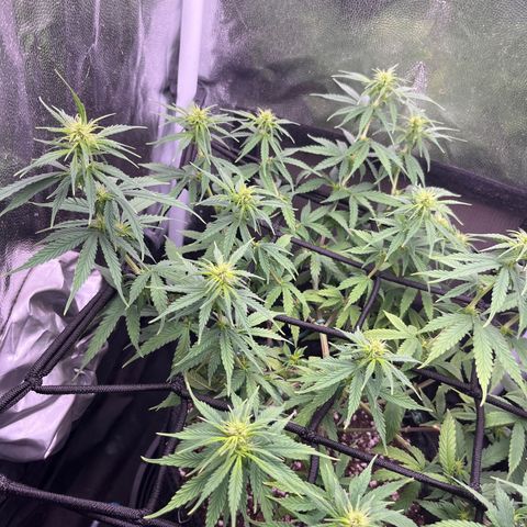 Genética desconhecida growlog timeline photo