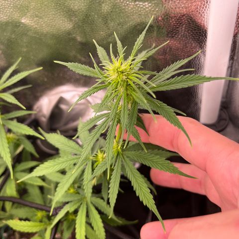 Genética desconhecida growlog timeline photo