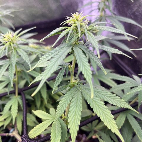 Genética desconhecida growlog timeline photo