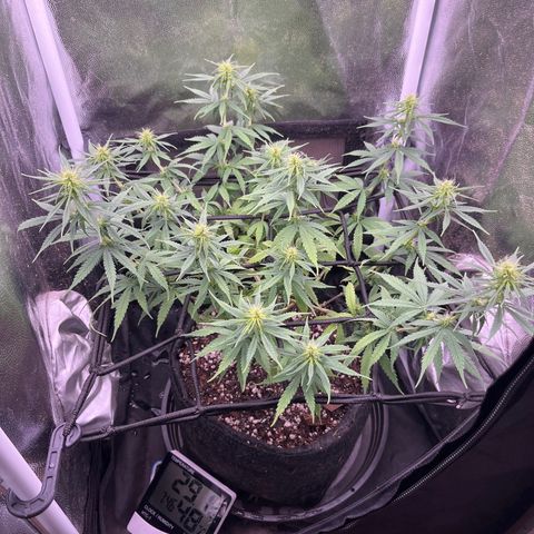 Genética desconhecida growlog timeline photo