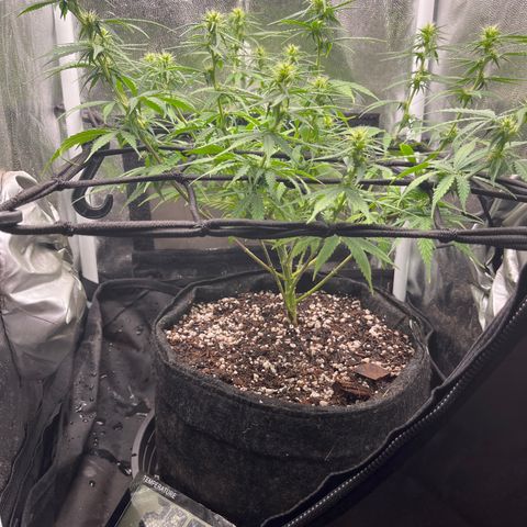 Genética desconhecida growlog timeline photo