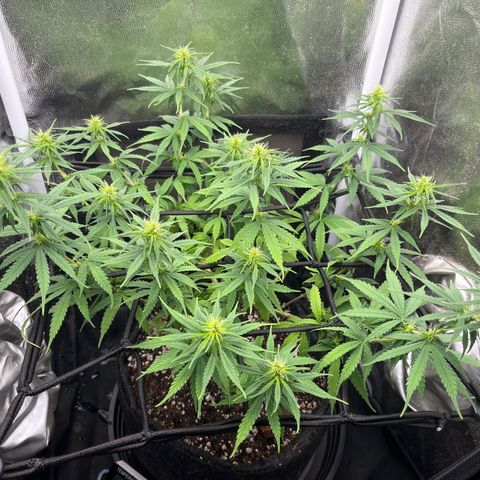 Genética desconhecida growlog timeline photo