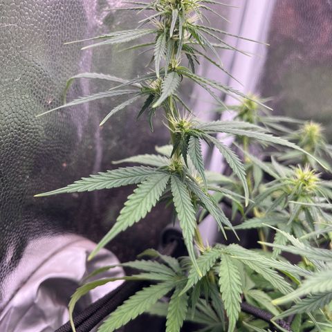Genética desconhecida growlog timeline photo