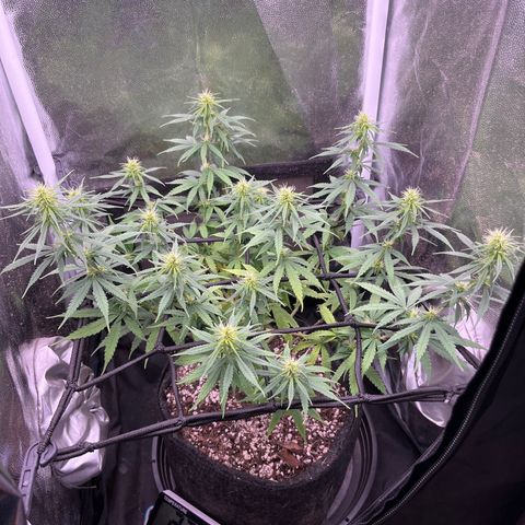 Genética desconhecida growlog timeline photo