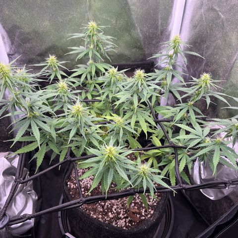 Genética desconhecida growlog timeline photo
