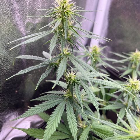 Genética desconhecida growlog timeline photo