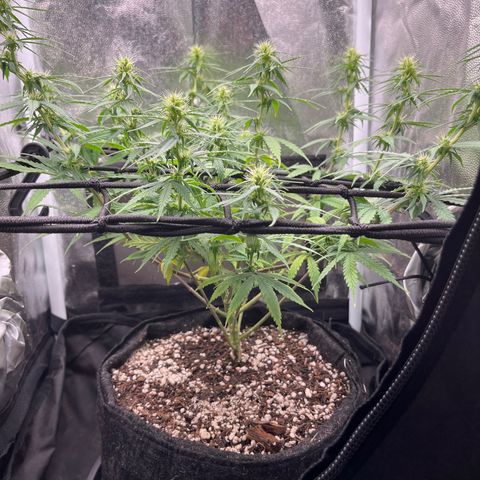 Genética desconhecida growlog timeline photo