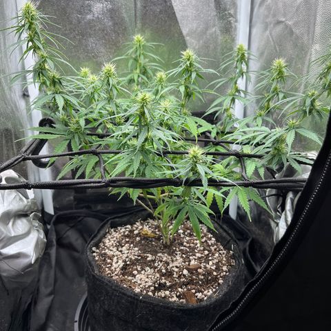 Genética desconhecida growlog timeline photo