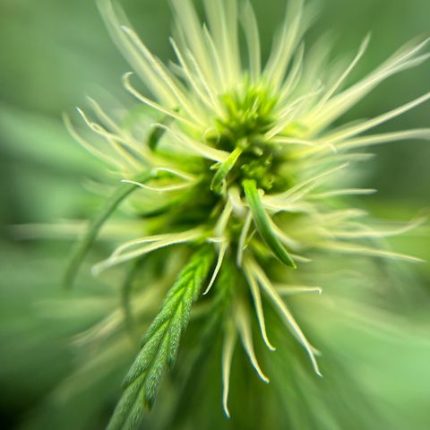 Genética desconhecida growlog timeline photo