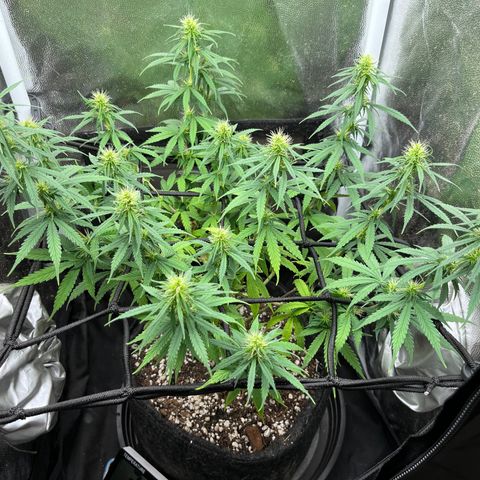 Genética desconhecida growlog timeline photo