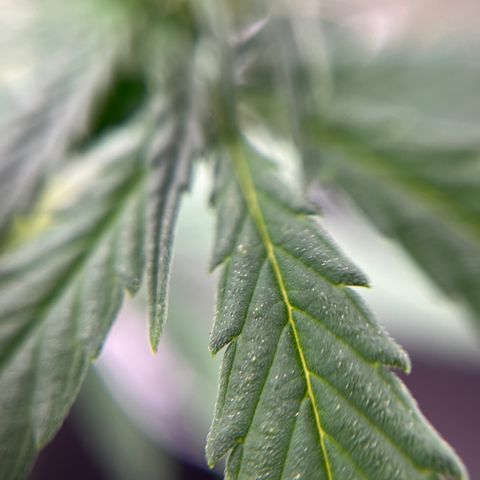 Genética desconhecida growlog timeline photo