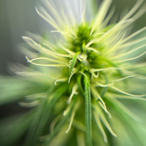Genética desconhecida growlog timeline photo