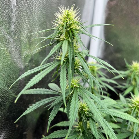Genética desconhecida growlog timeline photo