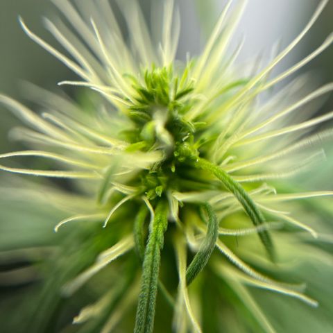 Genética desconhecida growlog timeline photo