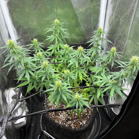 Genética desconhecida growlog timeline photo