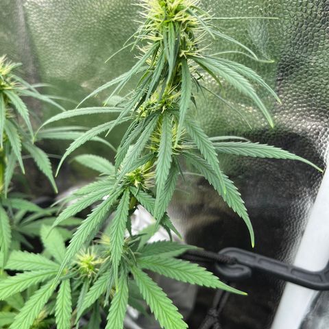 Genética desconhecida growlog photo: Bokashi