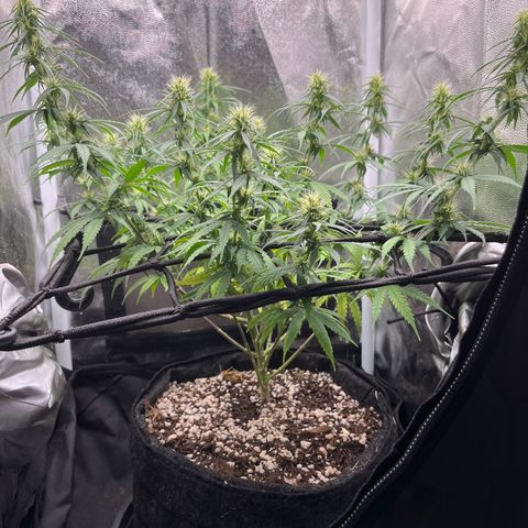 Genética desconhecida growlog photo: Bokashi