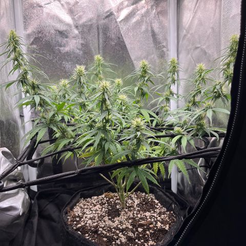 Genética desconhecida growlog photo: Bokashi