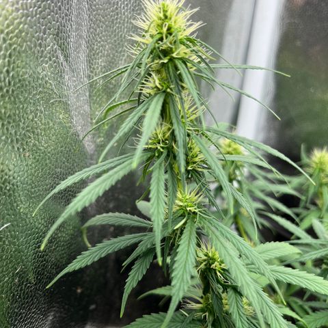 Genética desconhecida growlog photo: Bokashi