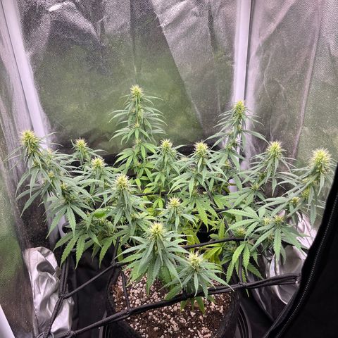 Genética desconhecida growlog photo: Bokashi