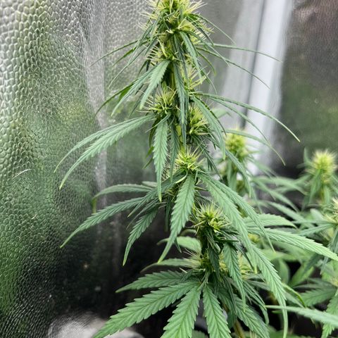 Genética desconhecida growlog photo: Bokashi