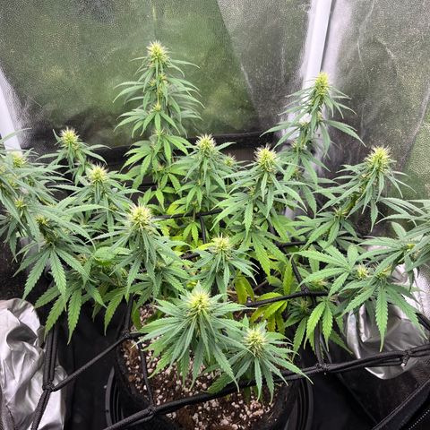Genética desconhecida growlog photo: Bokashi