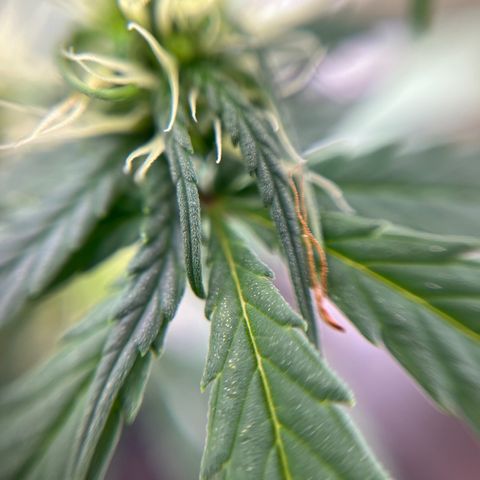 Genética desconhecida growlog timeline photo