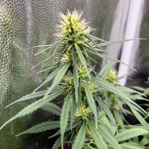 Genética desconhecida growlog timeline photo