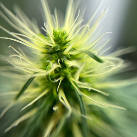 Genética desconhecida growlog timeline photo