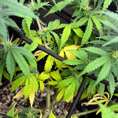 Genética desconhecida growlog timeline photo