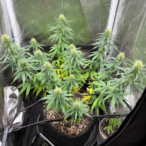 Genética desconhecida growlog timeline photo