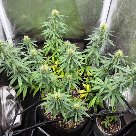 Genética desconhecida growlog timeline photo