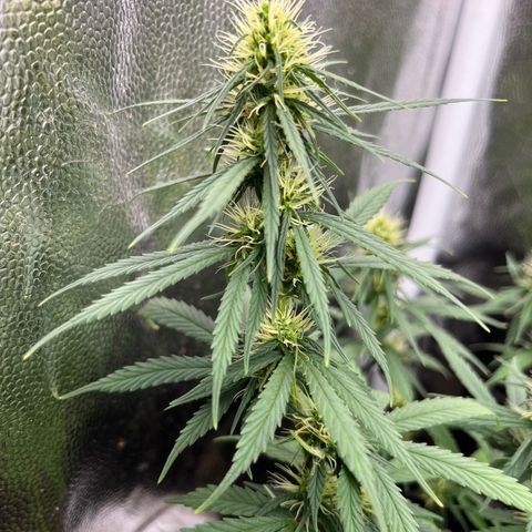 Genética desconhecida growlog timeline photo