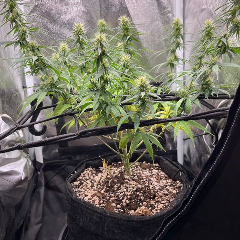 Genética desconhecida growlog timeline photo