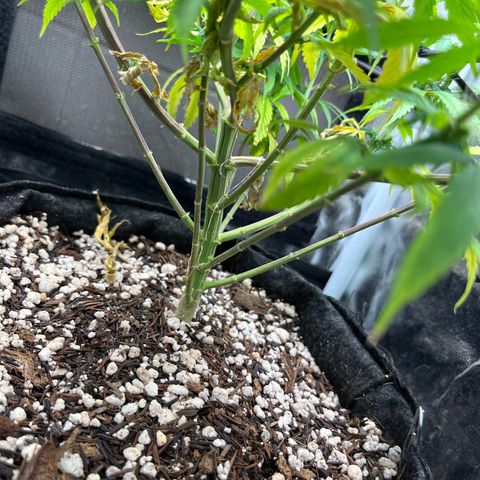 Genética desconhecida growlog timeline photo