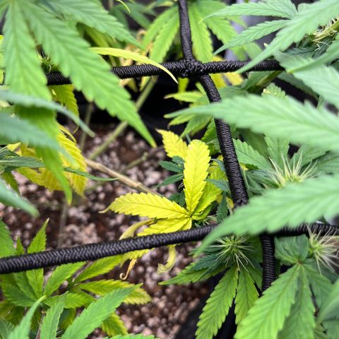 Genética desconhecida growlog timeline photo