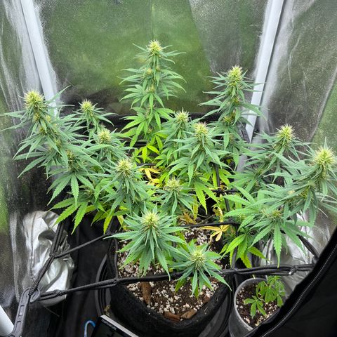 Genética desconhecida growlog timeline photo