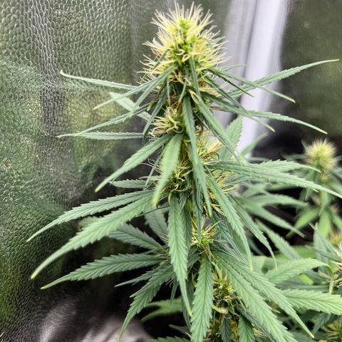 Genética desconhecida growlog timeline photo