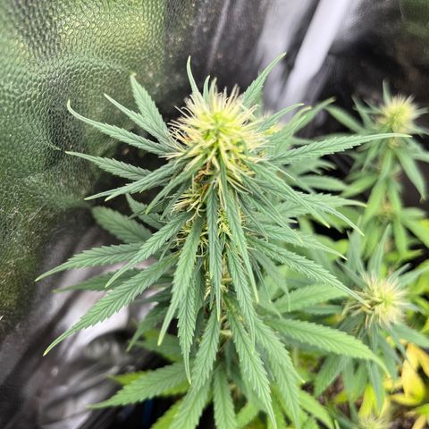Genética desconhecida growlog timeline photo