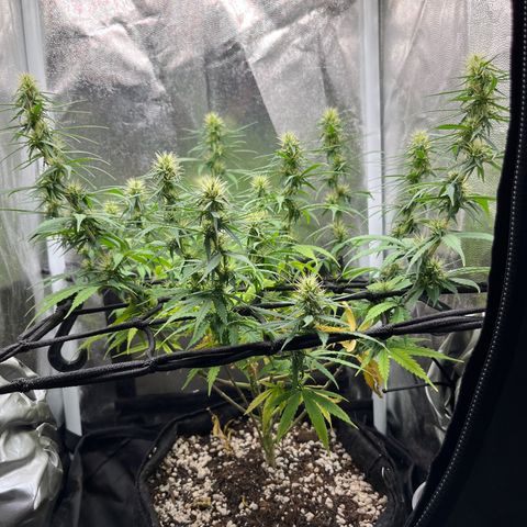 Genética desconhecida growlog timeline photo